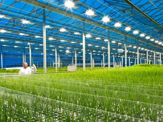 Gróðurhús Orf (1)